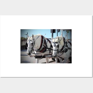 Percheron Draft Horses Posters and Art